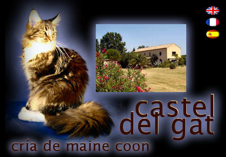 Castel Del Gat, cra de Maine Coon.